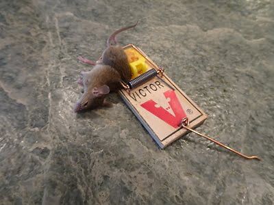 rodent trapping