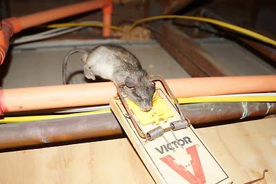rodent trapping